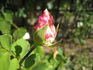 Mademoiselle Madeleine Delaroche rose photo