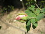Mademoiselle Madeleine Delaroche rose photo