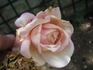 Madame Gamon rose photo