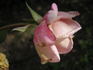 Madame Gamon rose photo