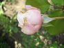 Madame Gamon rose photo