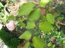 Madame Gamon rose photo