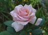 Billy Graham ™ rose photo