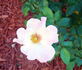 My Wild Irish Rose rose photo