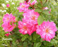 Georgette rose photo