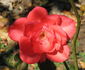 Duftstern rose photo