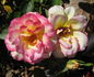 Fantastique rose photo