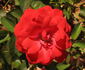 Town Talk rose photo