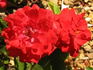Town Talk rose photo