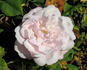 James Bougault rose photo
