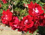 Pirouette rose photo