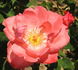 Fusilier rose photo