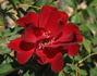Ville d'Ettelbruck rose photo