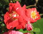 Sue Lawley rose photo