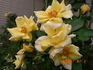 Sky's The Limit™ rose photo