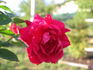 François Crousse rose photo
