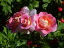 Concorde ® 96 rose photo