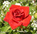 Pucker Up rose photo