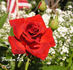 Pucker Up rose photo