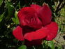 Tatjana ® rose photo