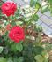 Concorde rose photo