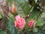 Silberzauber rose photo
