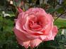 Silberzauber rose photo