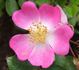Rosa Sternenflor rose photo