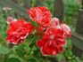 Tiger Tail rose photo