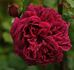 Docteur Cazeneuve rose photo