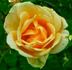Frank Chapman rose photo