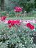 P.G. Wodehouse ® rose photo