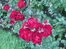 P.G. Wodehouse ® rose photo
