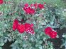 P.G. Wodehouse ® rose photo