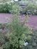 <I>Rosa pimpinellifolia</i> 'chlorocarpa' rose photo