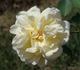 Licorice Tea rose photo