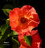 Daisy O rose photo