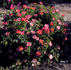 Daisy O rose photo