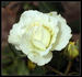 Twin rose photo