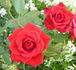 Pucker Up rose photo