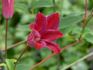 Sir Trevor Lawrence clematis photo