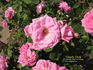 Dandy Dick rose photo