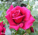 Brian Lee ™ rose photo