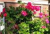 Balder rose photo