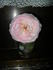 Golden Cascade rose photo