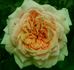 Gloaming rose photo