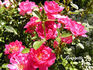 Georgette rose photo