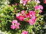 Georgette rose photo