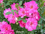Georgette rose photo