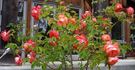 Earl Parsons rose photo